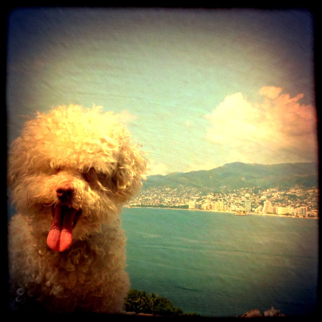 Очаровательный 14-летний пёс-путешественник Серберо, который побывал там, куда все только мечтают попасть Cerbero dog travel, собака путешественник