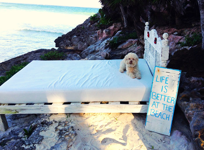 Очаровательный 14-летний пёс-путешественник Серберо, который побывал там, куда все только мечтают попасть Cerbero dog travel, собака путешественник