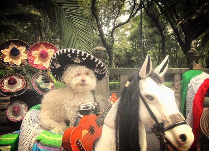 Очаровательный 14-летний пёс-путешественник Серберо, который побывал там, куда все только мечтают попасть Cerbero dog travel, собака путешественник