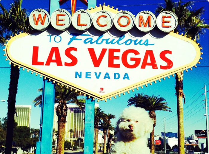 Очаровательный 14-летний пёс-путешественник Серберо, который побывал там, куда все только мечтают попасть Cerbero dog travel, собака путешественник