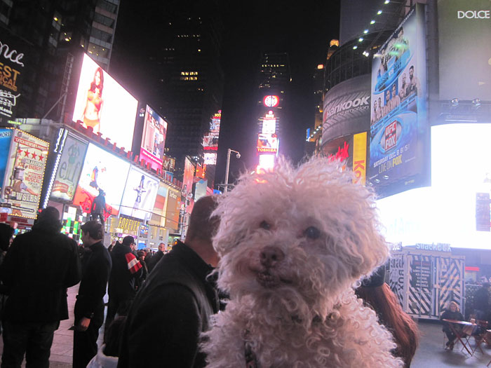 Очаровательный 14-летний пёс-путешественник Серберо, который побывал там, куда все только мечтают попасть Cerbero dog travel, собака путешественник