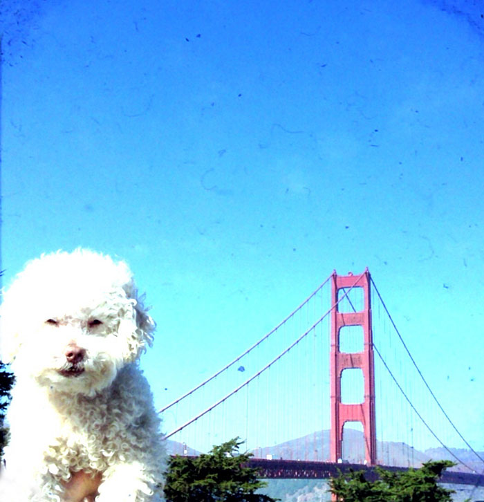 Очаровательный 14-летний пёс-путешественник Серберо, который побывал там, куда все только мечтают попасть Cerbero dog travel, собака путешественник