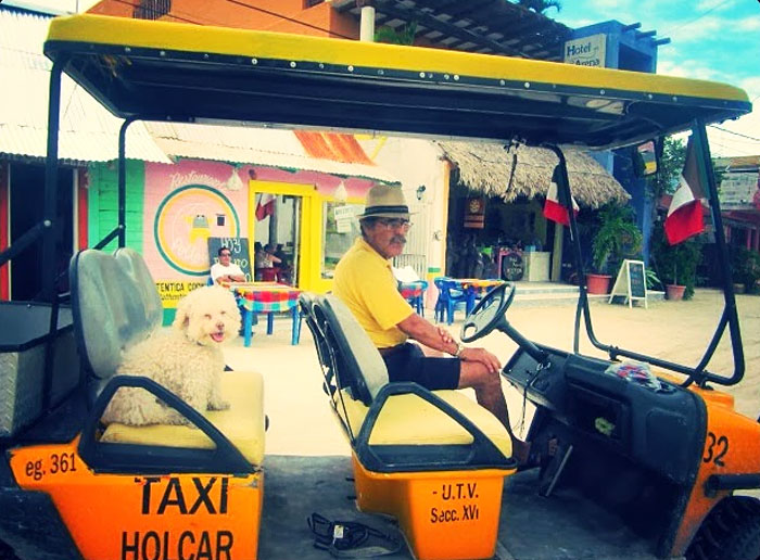 Очаровательный 14-летний пёс-путешественник Серберо, который побывал там, куда все только мечтают попасть Cerbero dog travel, собака путешественник