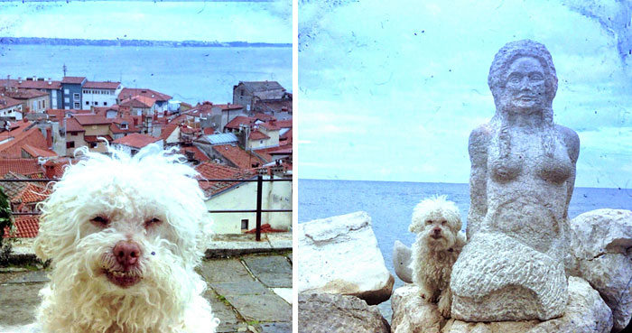 Очаровательный 14-летний пёс-путешественник Серберо, который побывал там, куда все только мечтают попасть Cerbero dog travel, собака путешественник