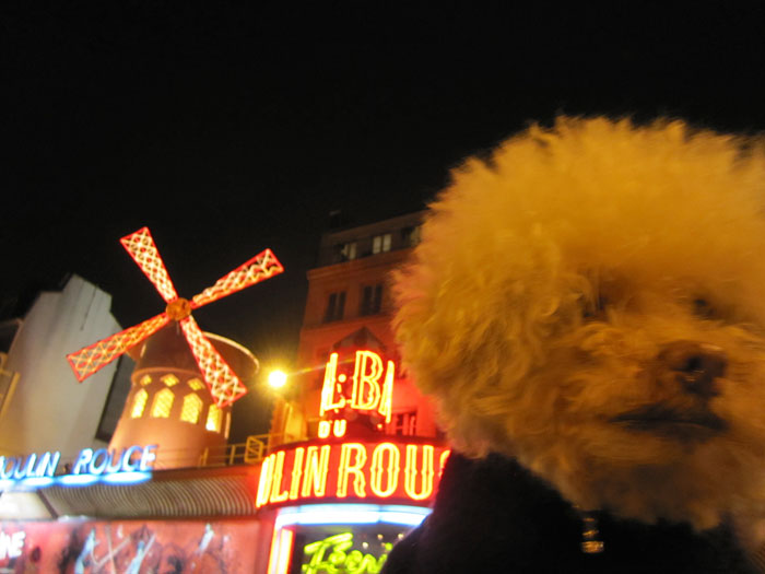 Очаровательный 14-летний пёс-путешественник Серберо, который побывал там, куда все только мечтают попасть Cerbero dog travel, собака путешественник