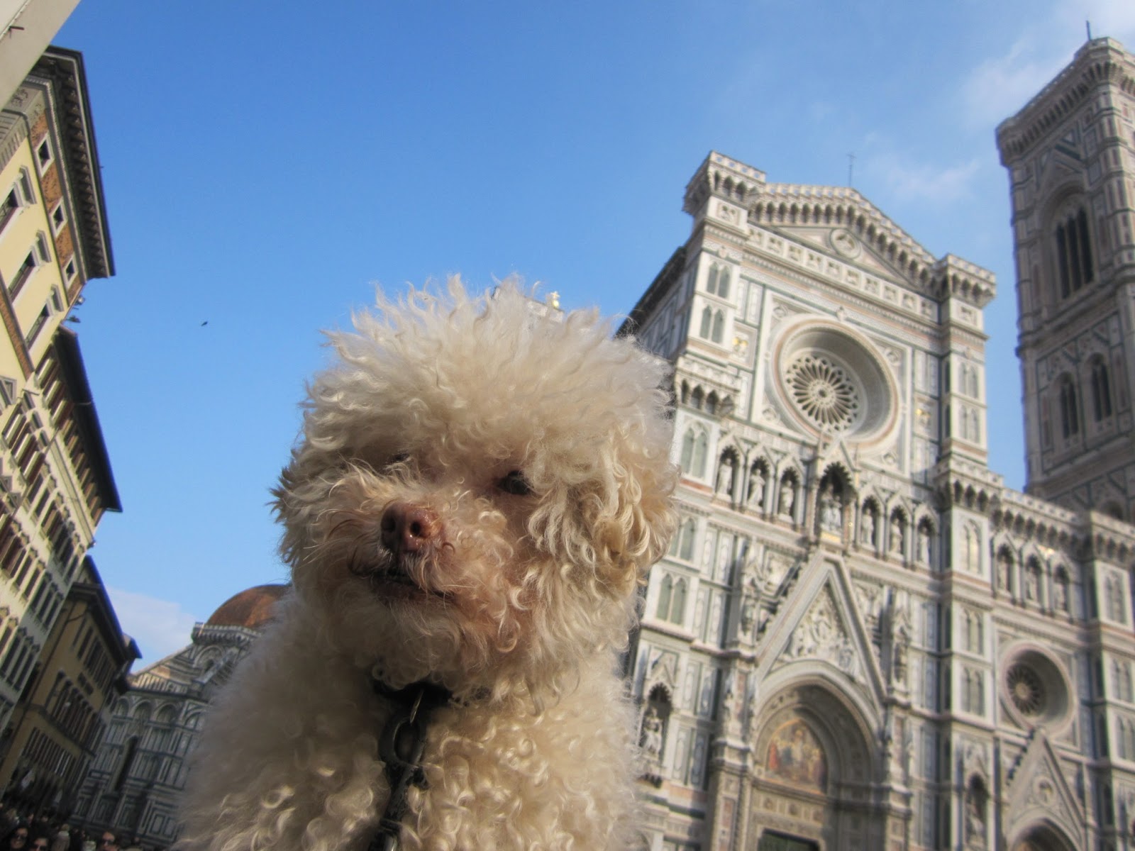 Очаровательный 14-летний пёс-путешественник Серберо, который побывал там, куда все только мечтают попасть Cerbero dog travel, собака путешественник