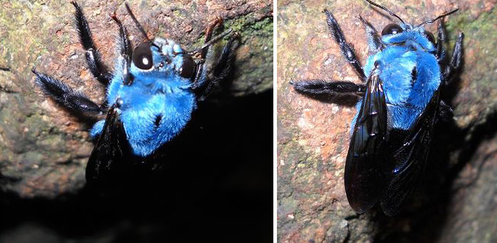 животные необычных цветов, животные с неожиданной окраской