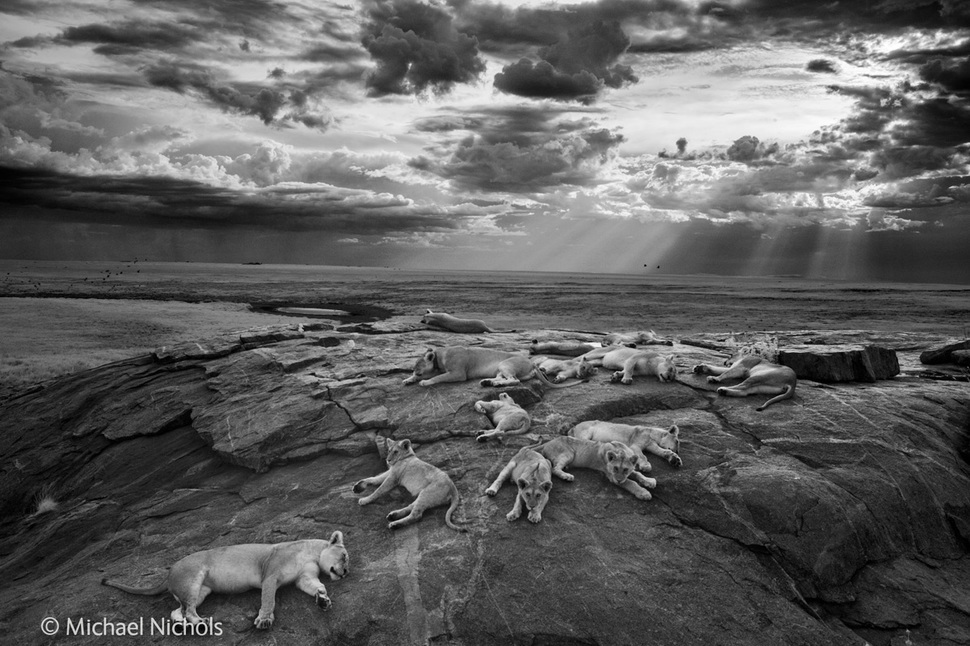 лучший фотограф дикой природы, Wildlife Photographer of the Year 2014 