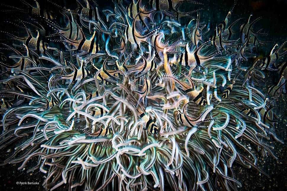 лучший фотограф дикой природы, Wildlife Photographer of the Year 2014 