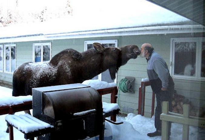 Тем временем в Канаде, meanwhale in Canada