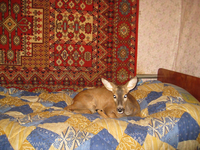 умом россию не понять, угадай страну, россия удивительная страна