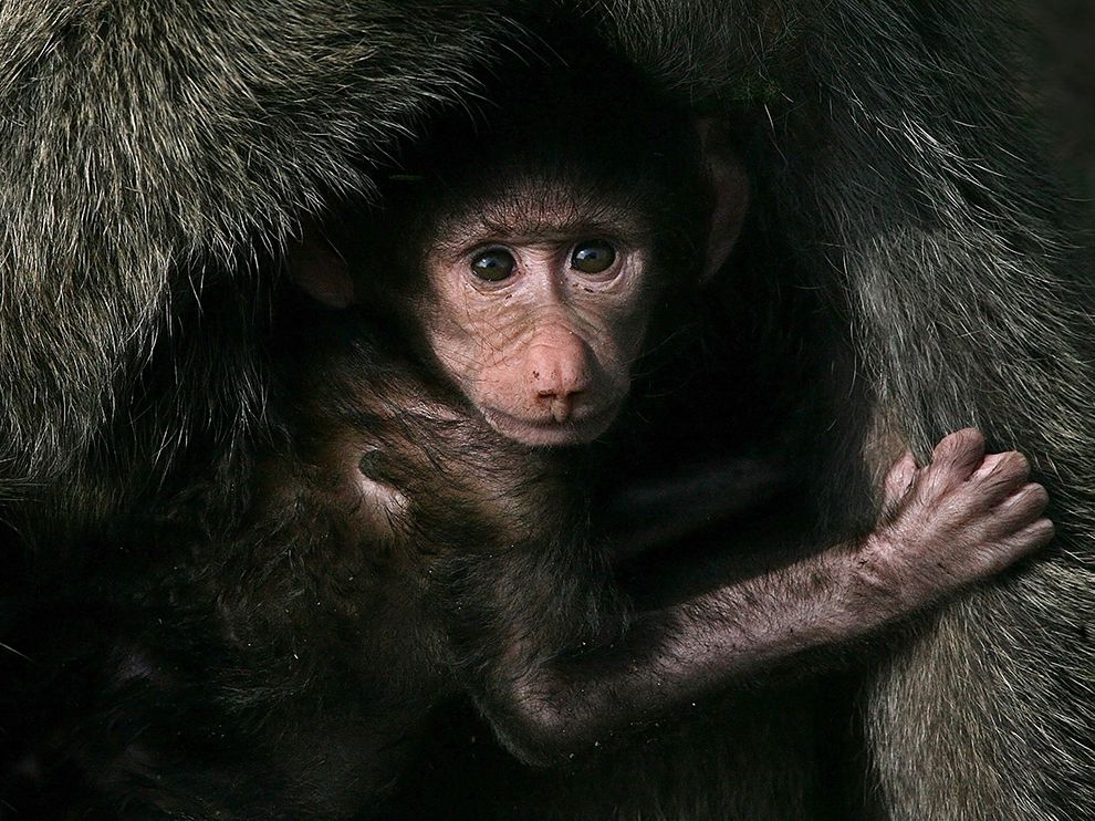 фотографии, National Geographic, за февраль 2014