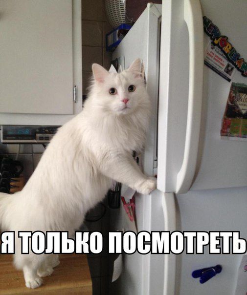 Позитив, юмор, смешные фотографии,прикол