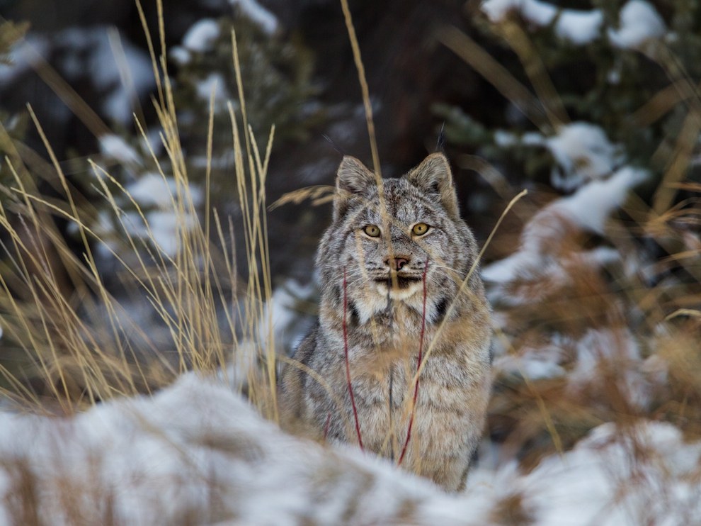 National Geographic март 2014, лучшие фотографии National Geographic