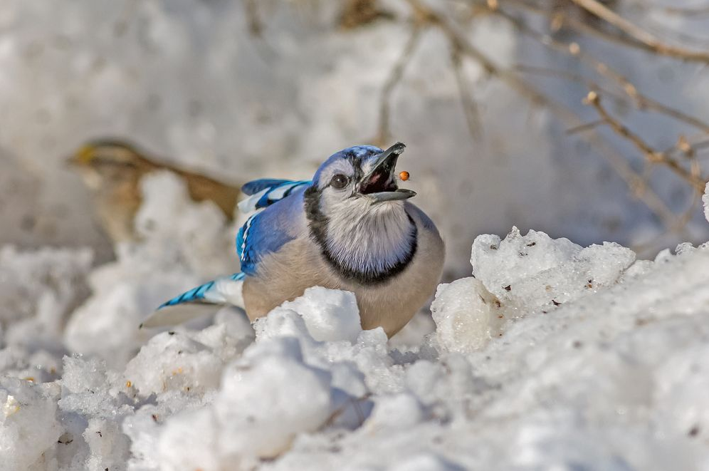 National Geographic март 2014, лучшие фотографии National Geographic