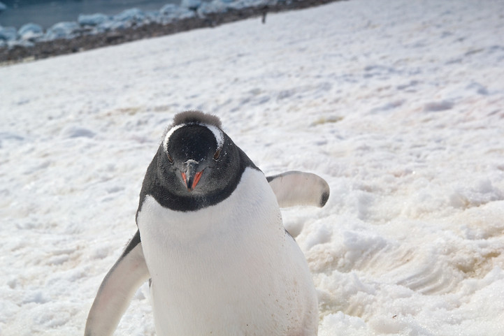Съемке ледника Неко Харбор, помешал пингвин, пингвин пришел к фотографу