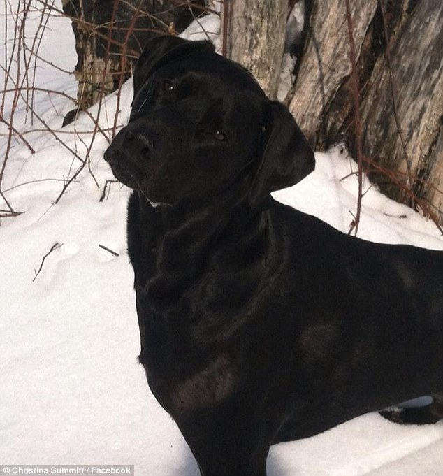 щедрые чаевые спасли собаку, собака Такер, Кристина Саммитт, Christina Summitt, незнакомцы спасли жизнь собаке