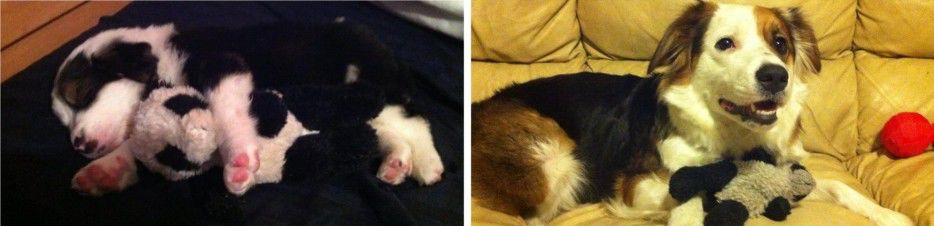 питомцы тогда сейчас, хозяева с животными тогда и сейчас, повзрослевшие питомцы, владельцы животные до и после