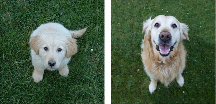 питомцы тогда сейчас, хозяева с животными тогда и сейчас, повзрослевшие питомцы, владельцы животные до и после