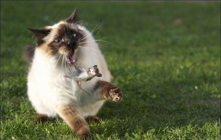 Фотографии сделанные в нужный момент XXI в нужный момент, за секунду до, удачный кадр