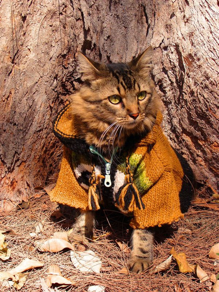 joann biondi, lorenzo rhe cat, кот Лоренцо, Джоан Бионди, кот модель