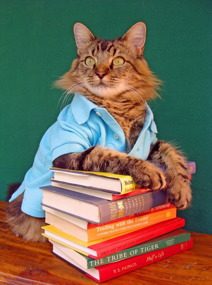 joann biondi, lorenzo rhe cat, кот Лоренцо, Джоан Бионди, кот модель