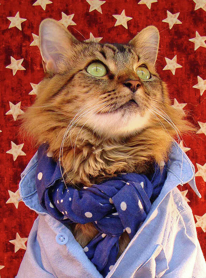 joann biondi, lorenzo rhe cat, кот Лоренцо, Джоан Бионди, кот модель