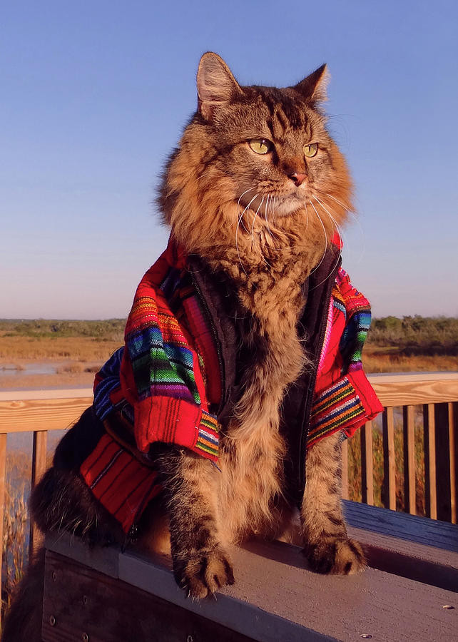 joann biondi, lorenzo rhe cat, кот Лоренцо, Джоан Бионди, кот модель