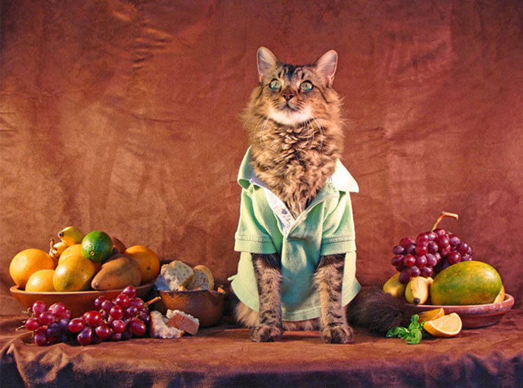 joann biondi, lorenzo rhe cat, кот Лоренцо, Джоан Бионди, кот модель