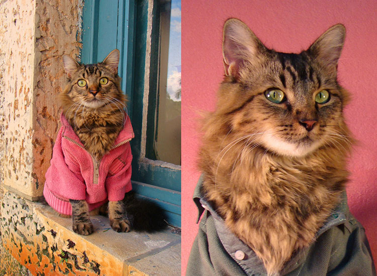 joann biondi, lorenzo rhe cat, кот Лоренцо, Джоан Бионди, кот модель