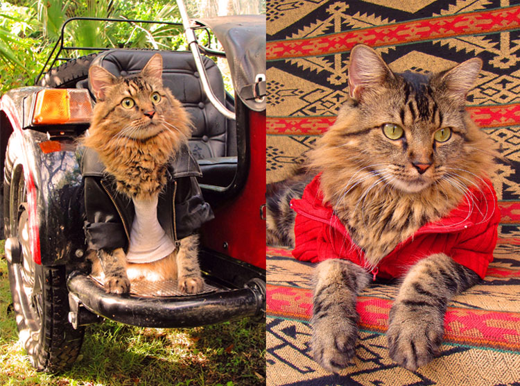 joann biondi, lorenzo rhe cat, кот Лоренцо, Джоан Бионди, кот модель