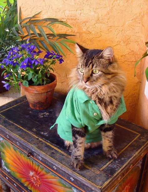 joann biondi, lorenzo rhe cat, кот Лоренцо, Джоан Бионди, кот модель