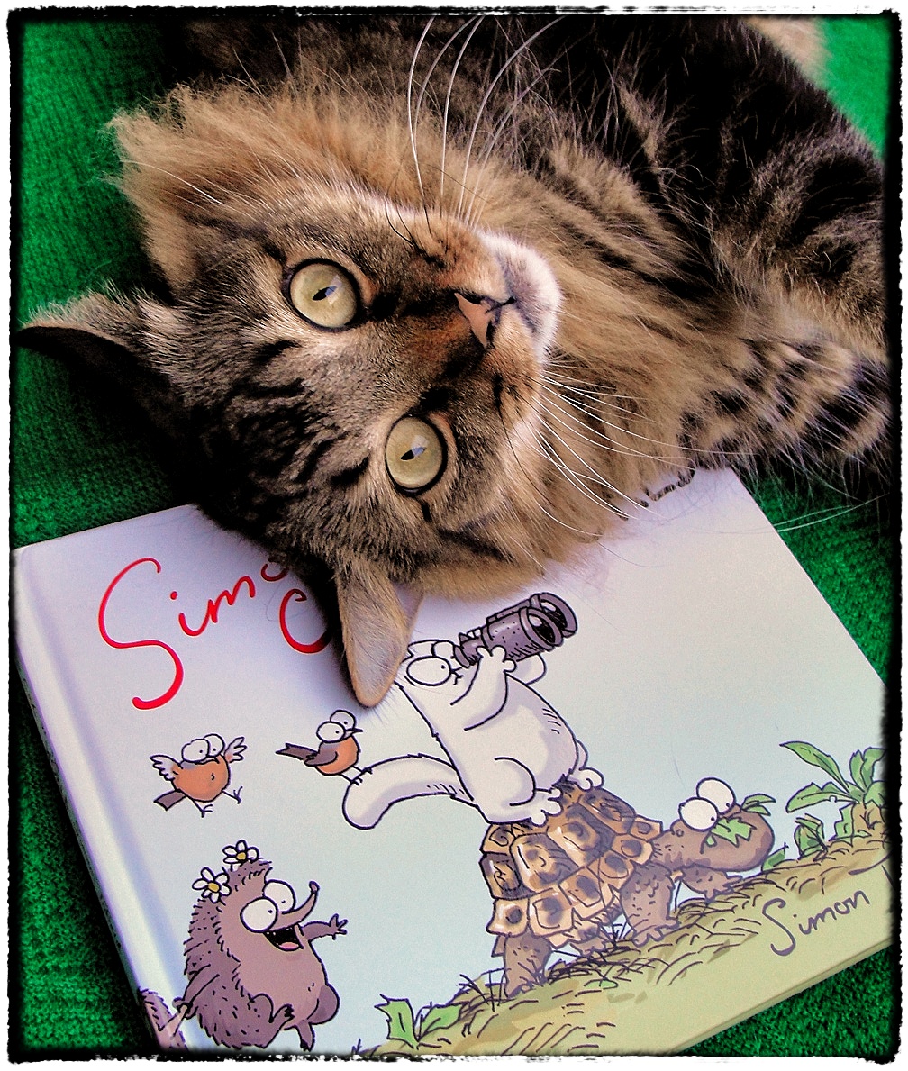 joann biondi, lorenzo rhe cat, кот Лоренцо, Джоан Бионди, кот модель