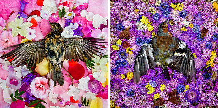 Фотограф придумала необычный, но очень красивый способ для съемки мертвых животных Фотографии мертвых животных, мертвые животные в цветах, фотограф Мария Ионова-Грибина, Maria Ionova-Gribina