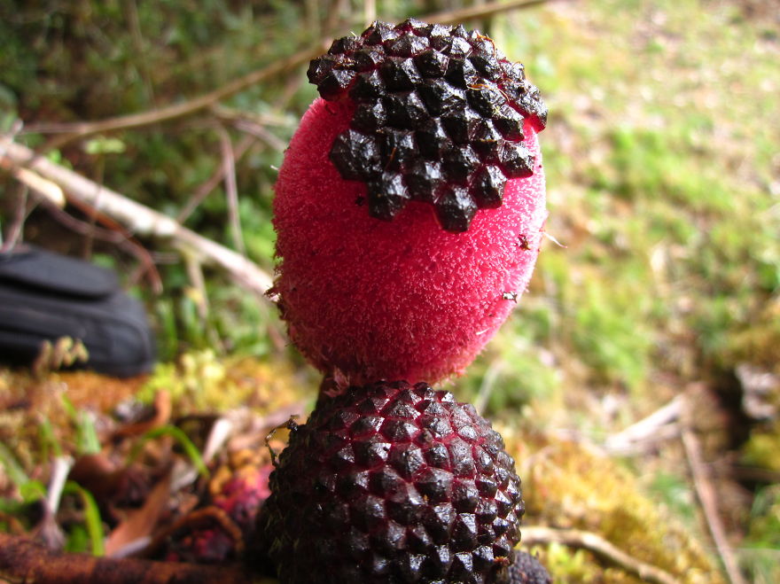 экзотические грибы, необычные грибы