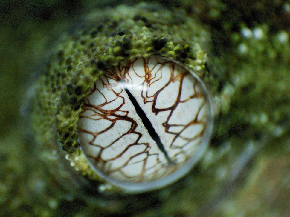 макрофотографии глаз, фотографии глаз близко, глаза животных фото