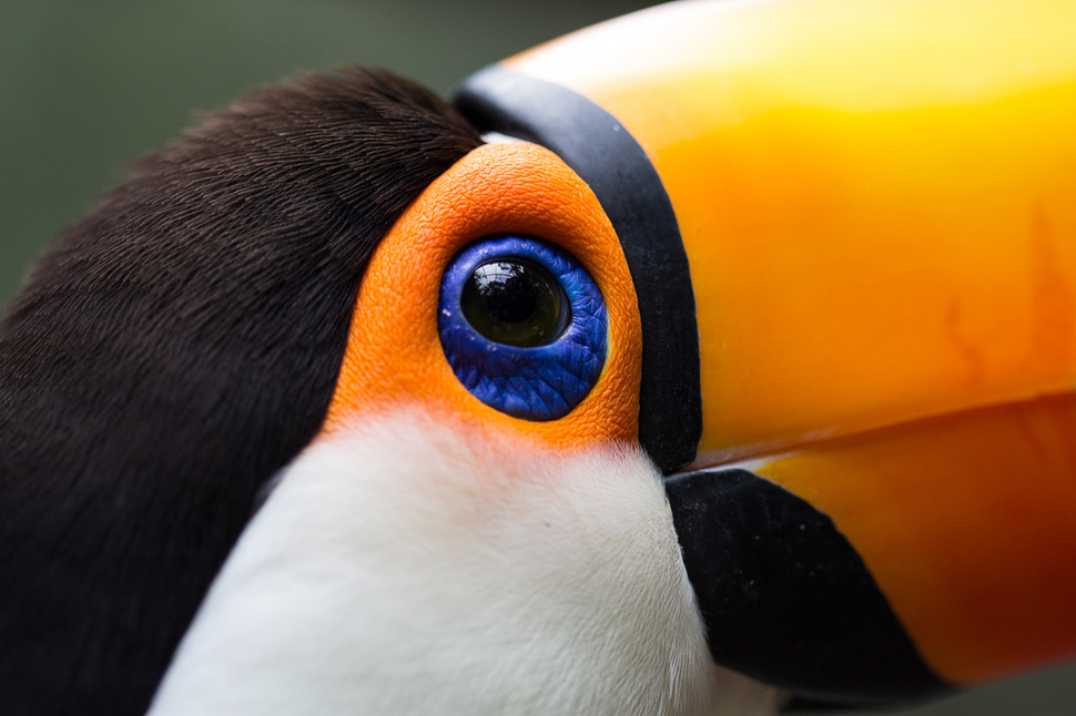 макрофотографии глаз, фотографии глаз близко, глаза животных фото