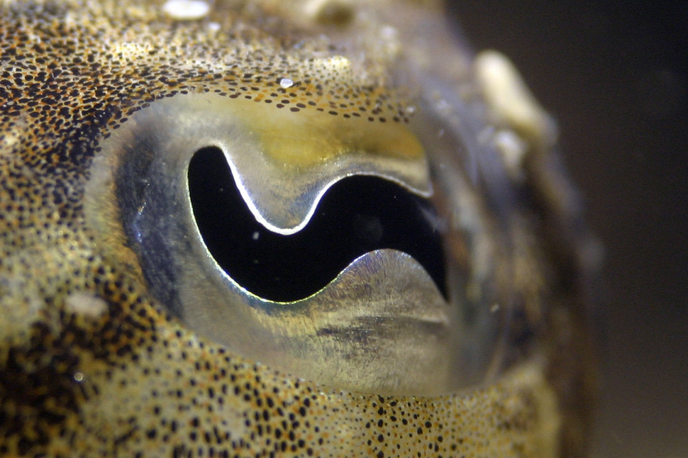 макрофотографии глаз, фотографии глаз близко, глаза животных фото