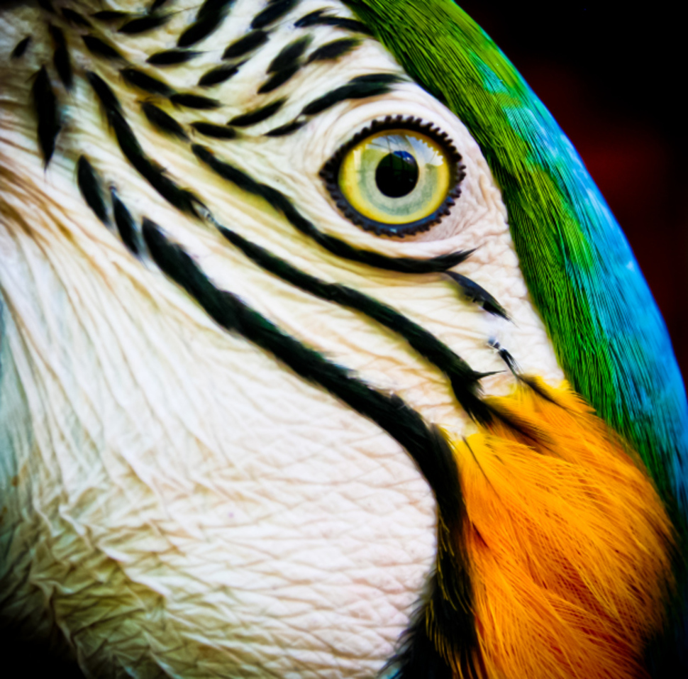 макрофотографии глаз, фотографии глаз близко, глаза животных фото