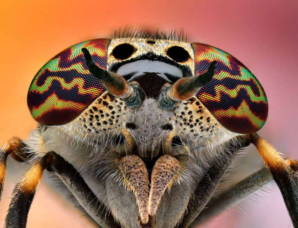 макрофотографии глаз, фотографии глаз близко, глаза животных фото