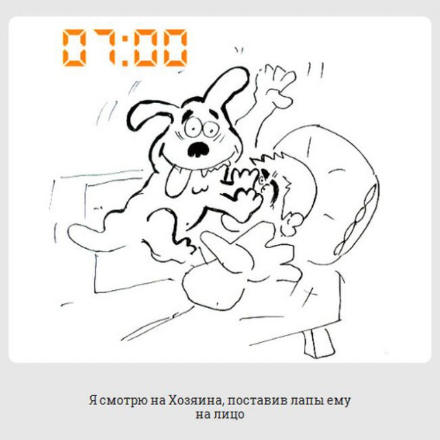 обычный день из жизни каждой собаки