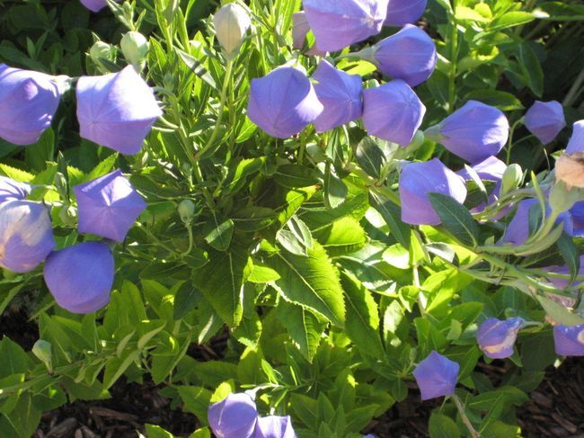 самые необычные цветы, цветы странной формы, цветы странного цвета