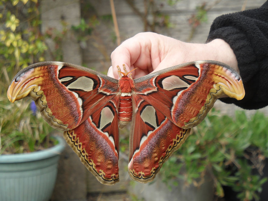 Attacus atlas фото