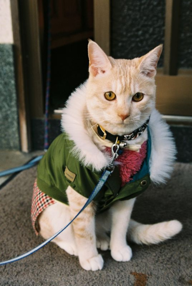 Стильные кошки, которые заставят вас почувствовать себя немодными стильные кошки, кошки в модной одежде, модные коты