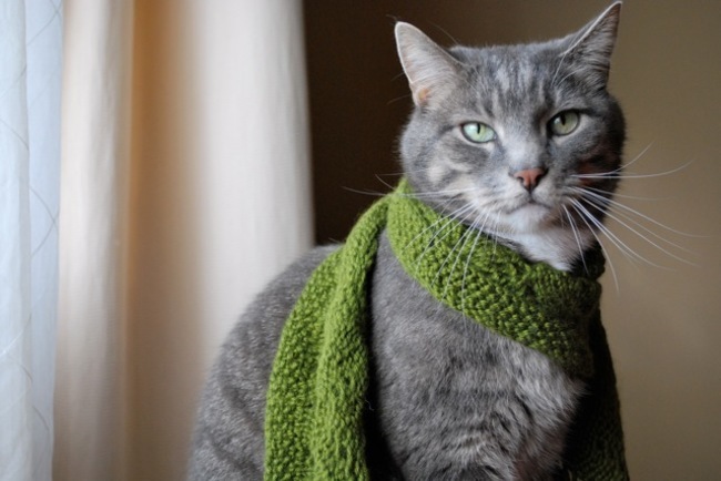 Стильные кошки, которые заставят вас почувствовать себя немодными стильные кошки, кошки в модной одежде, модные коты
