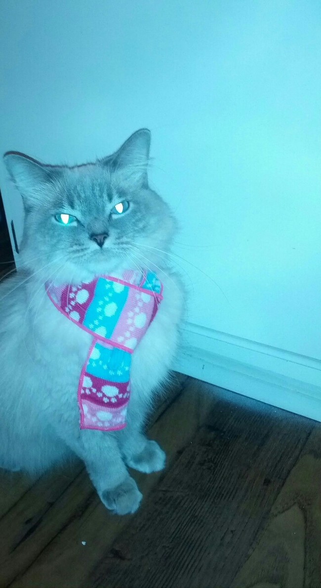 Стильные кошки, которые заставят вас почувствовать себя немодными стильные кошки, кошки в модной одежде, модные коты