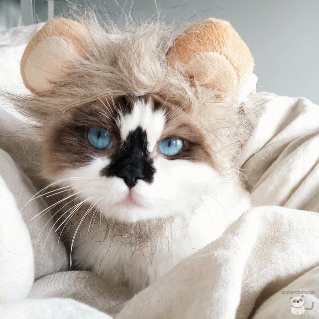 манчкин Альберт, голубоглазый манчкин Альберт, манчкин Альберт поздравляет с Новым годом и Рождеством