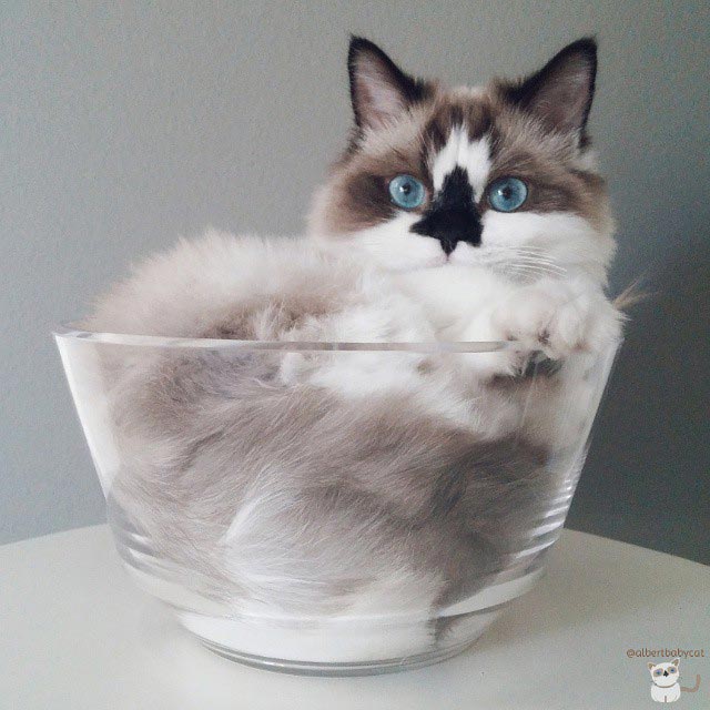 манчкин Альберт, голубоглазый манчкин Альберт, манчкин Альберт поздравляет с Новым годом и Рождеством