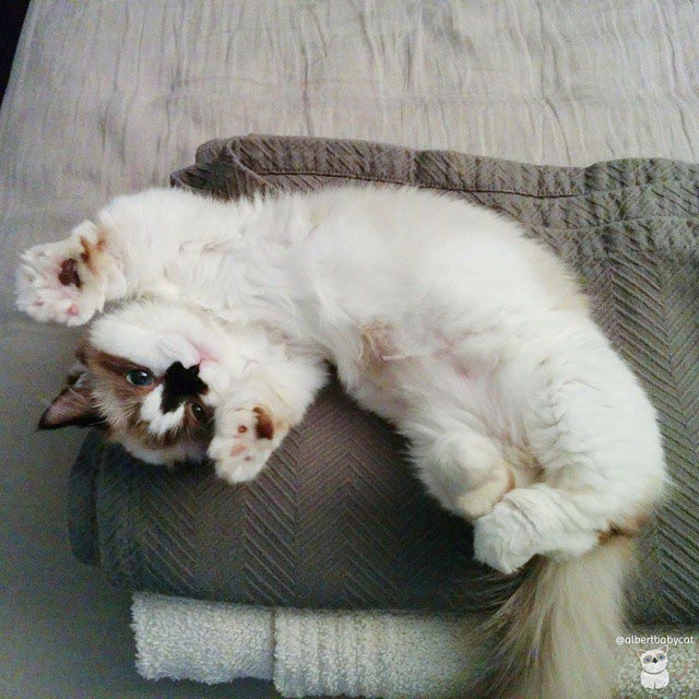 манчкин Альберт, голубоглазый манчкин Альберт, манчкин Альберт поздравляет с Новым годом и Рождеством