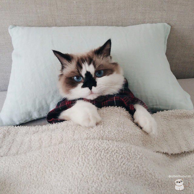 манчкин Альберт, голубоглазый манчкин Альберт, манчкин Альберт поздравляет с Новым годом и Рождеством